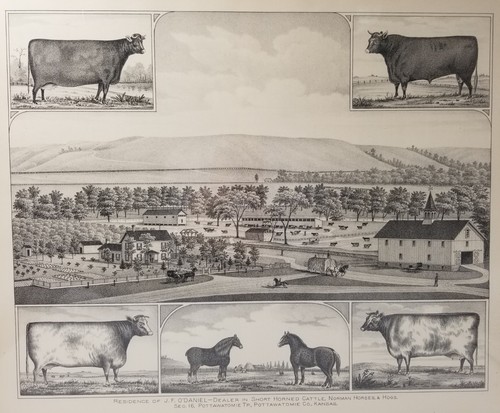 Pottawatomie kansas cattle - kansas,