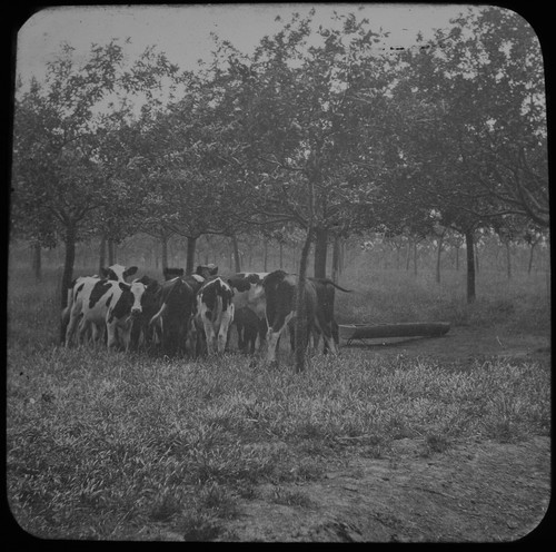 Magic lantern slide cows - magic,