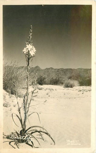 Postcard rppc 1938 arizona - rppc,