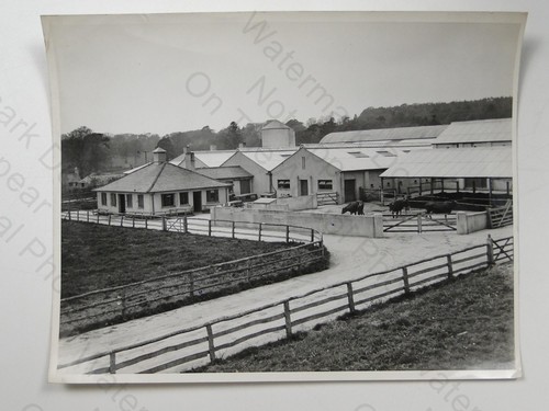 Model dairy farm cattle - model,